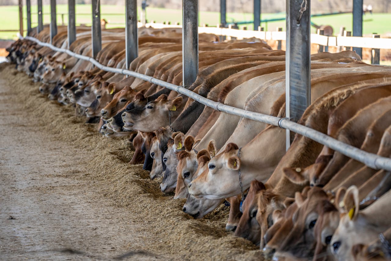 A row of Jersey cows feeding indoors at a North Carolina dairy farm.