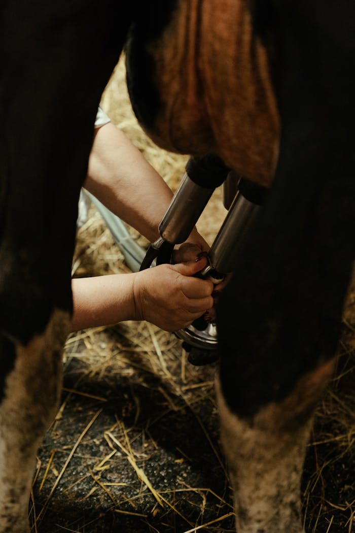 Close-up of hands milking a cow using machinery in a barn, depicting farming life.